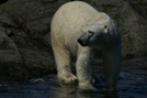 Arctic 22
