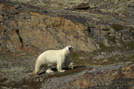 Arctic 23