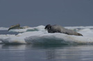 Arctic 29