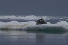 Arctic 30
