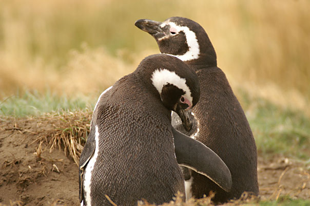 Otway Sound Penguins