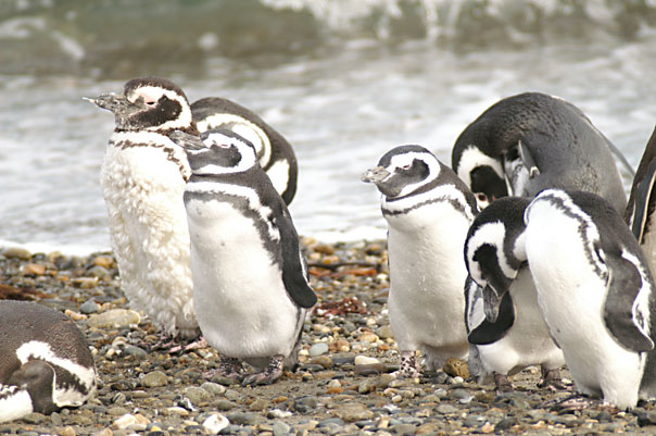 Otway Sound Penguins