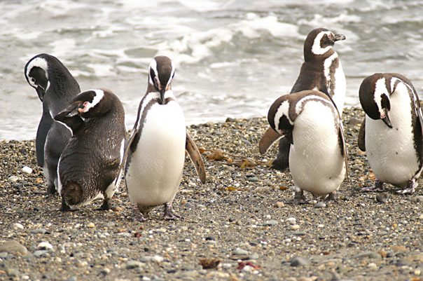 Otway Sound Penguins
