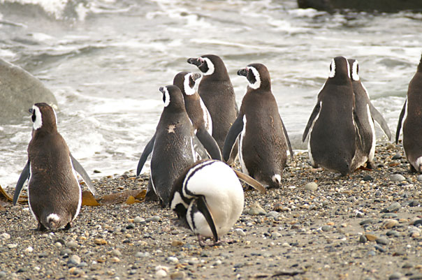 Otway Sound Penguins