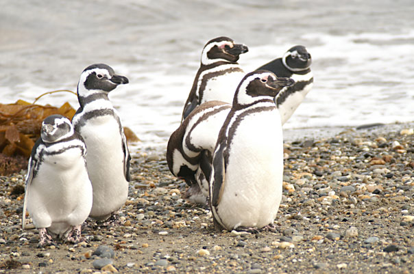 Otway Sound Penguins