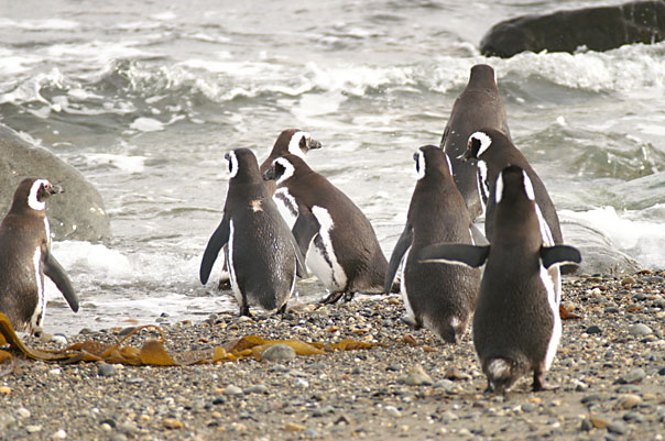Otway Sound Penguins