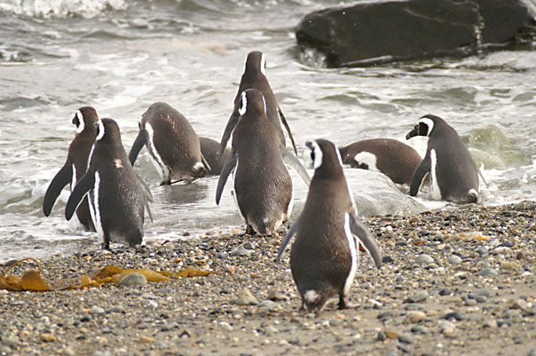 Otway Sound Penguins