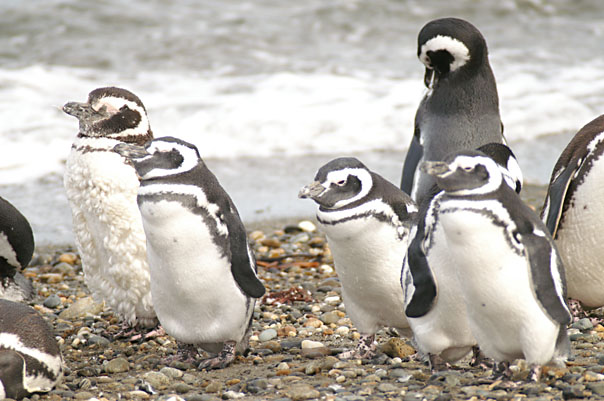 Otway Sound Penguins