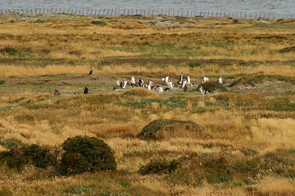 Otway Sound Penguins