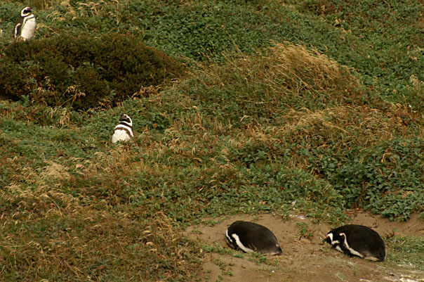 Otway Sound Penguins