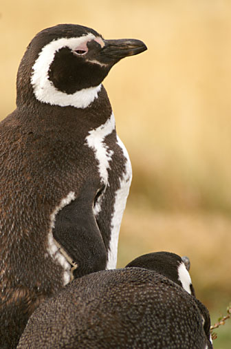 Otway Sound Penguins
