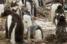 Penguins 10