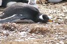 Penguins 14