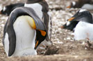 Penguins 15