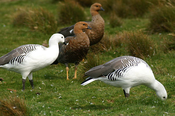 Falkland Penguins