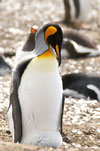 Penguins 22