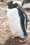 Penguins 24
